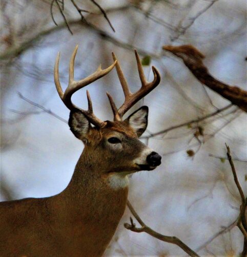 Right to hunt & fish belongs in NY Constitution